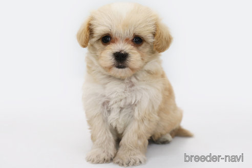 成約済の神奈川県のミックス犬-310935の1枚目